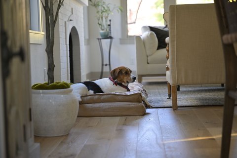 Pet resting at home similar to what a Blurams Dome Flare camera would monitor