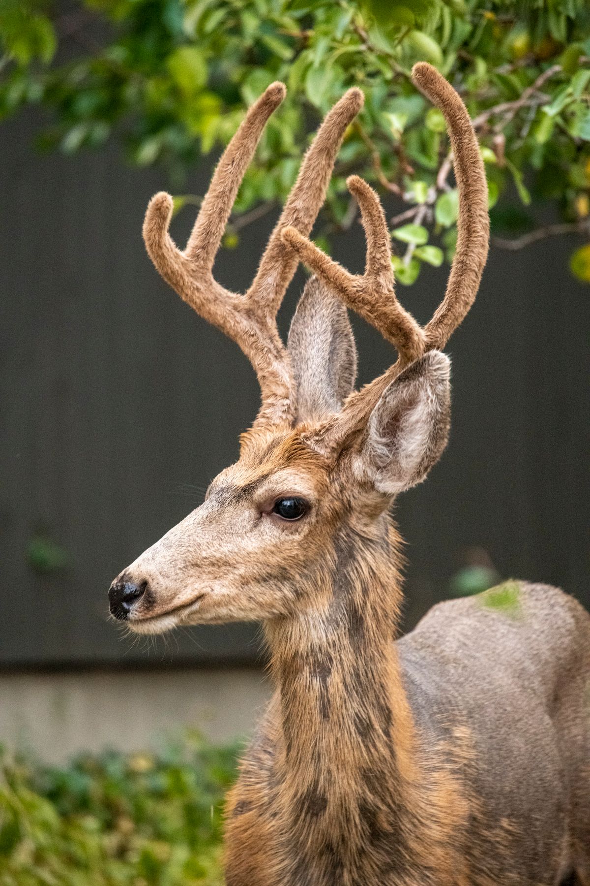 Deer in backyard as example of wildlife AI detection scenario Deer in backyard as example of wildlife AI detection scenario