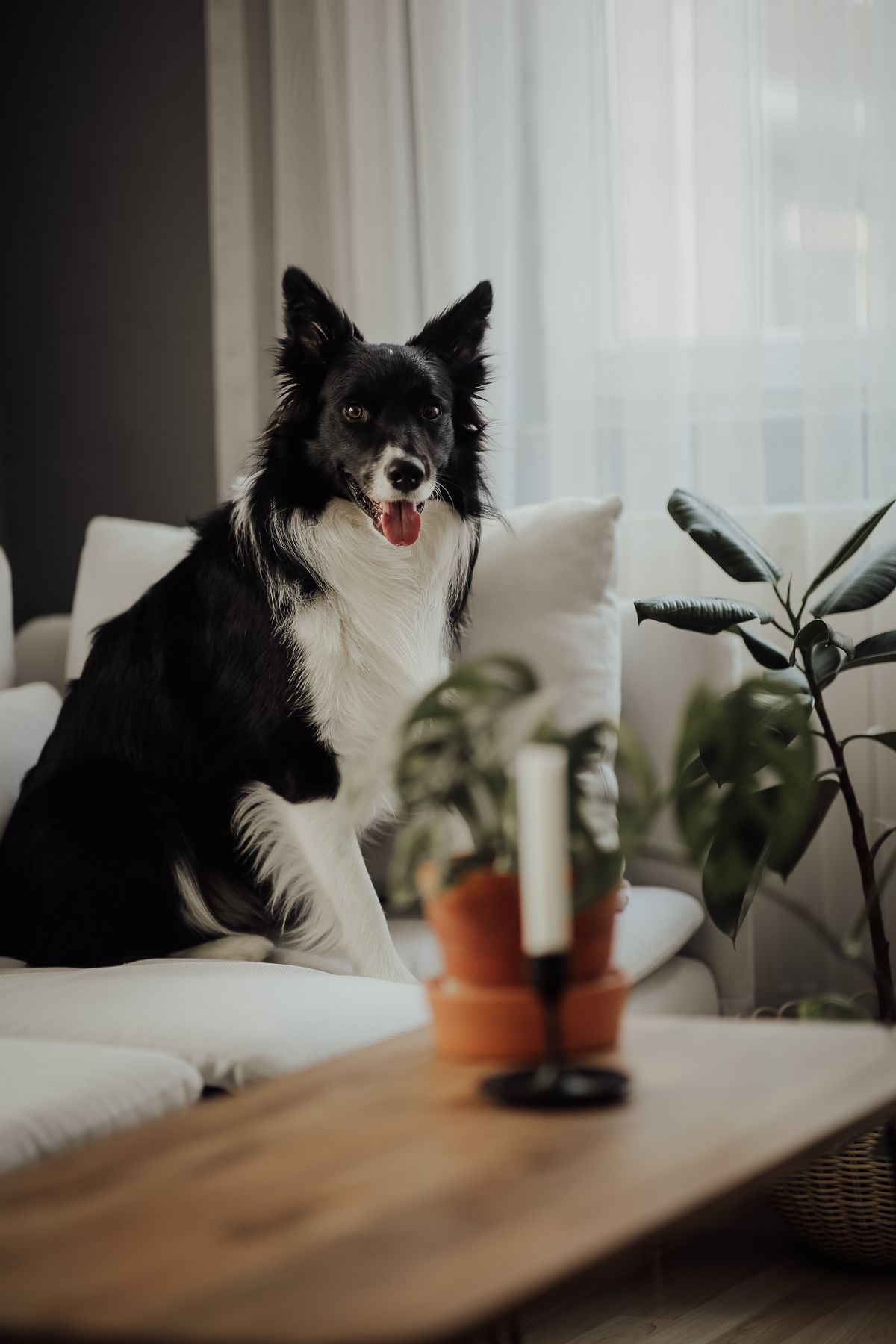 Dog indoors on couch as example of pet detection scenario Dog indoors on couch as example of pet detection scenario