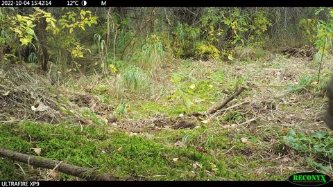 Trail camera capture of forest undergrowth with timestamp overlay Trail camera capture of forest undergrowth with timestamp overlay