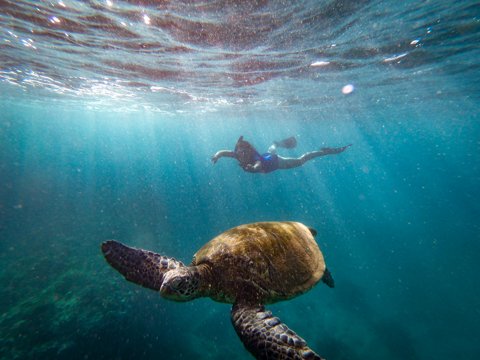 Snorkeler swimming near a sea turtle underwater