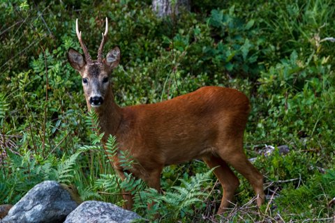 Wild deer standing in forest undergrowth, a typical trail camera subject Wild deer standing in forest undergrowth, a typical trail camera subject